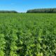 Limiti di THC per la canapa in Europa
