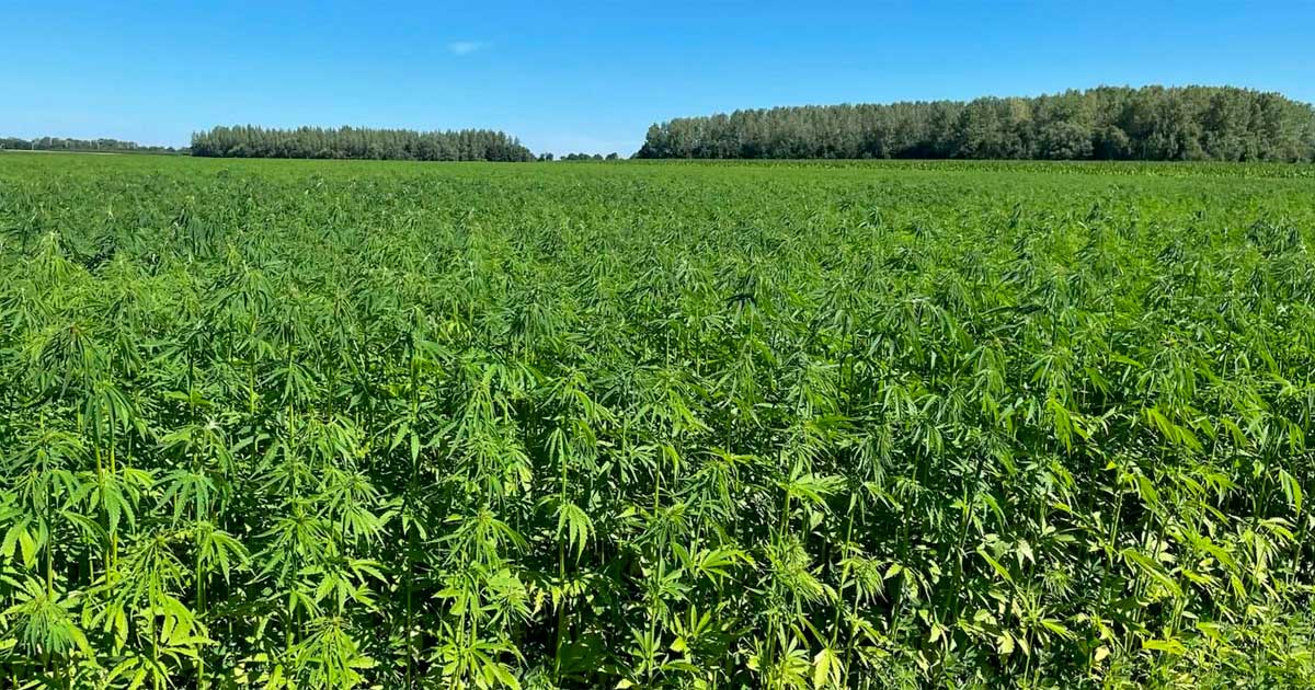 Limiti di THC per la canapa in Europa