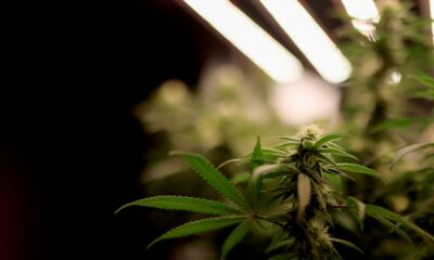 Il Senato ceco legalizza la cannabis