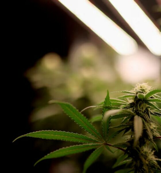 Il Senato ceco legalizza la cannabis