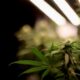 Il Senato ceco legalizza la cannabis