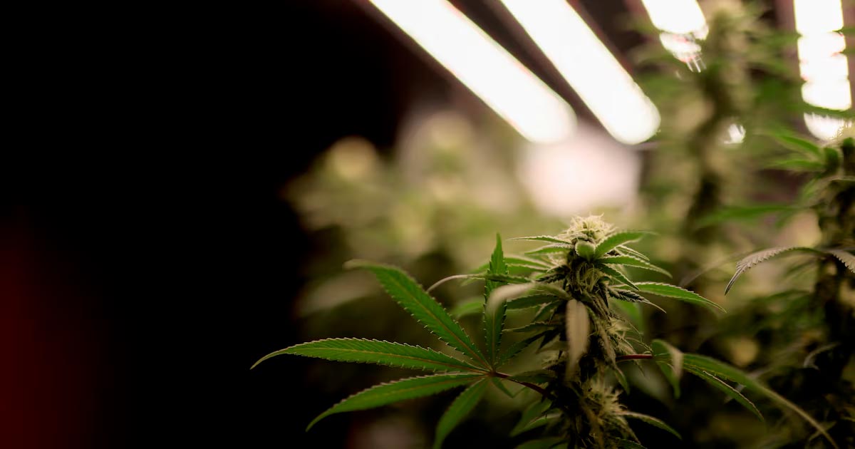 Il Senato ceco legalizza la cannabis