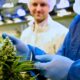 Tilray fornisce cannabis medica all'Italia