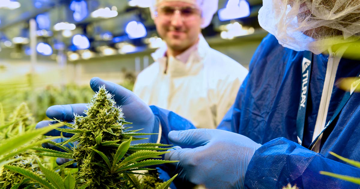 Tilray fornisce cannabis medica all'Italia