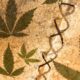 Dieudonné e cannabis