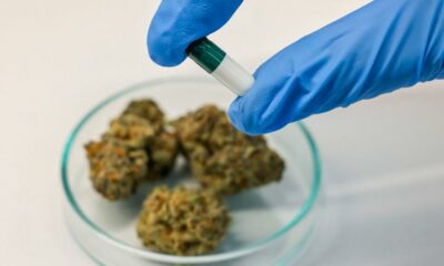 Cancro nei giovani e cannabis