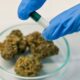 Cancro nei giovani e cannabis