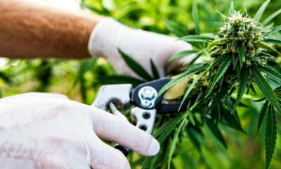 Esportazioni di cannabis in Sri Lanka