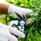 Esportazioni di cannabis in Sri Lanka