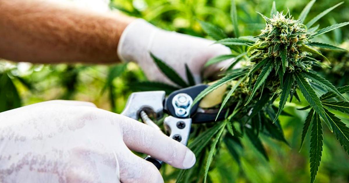 Esportazioni di cannabis in Sri Lanka