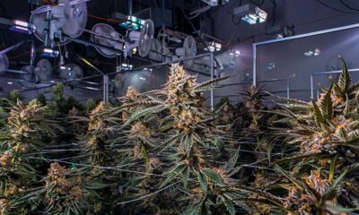 L'industria della cannabis in Canada nel 2024