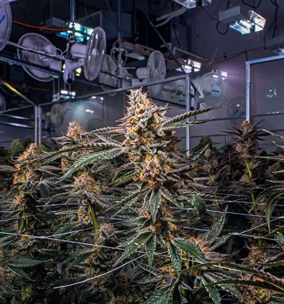 L'industria della cannabis in Canada nel 2024