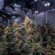 L'industria della cannabis in Canada nel 2024