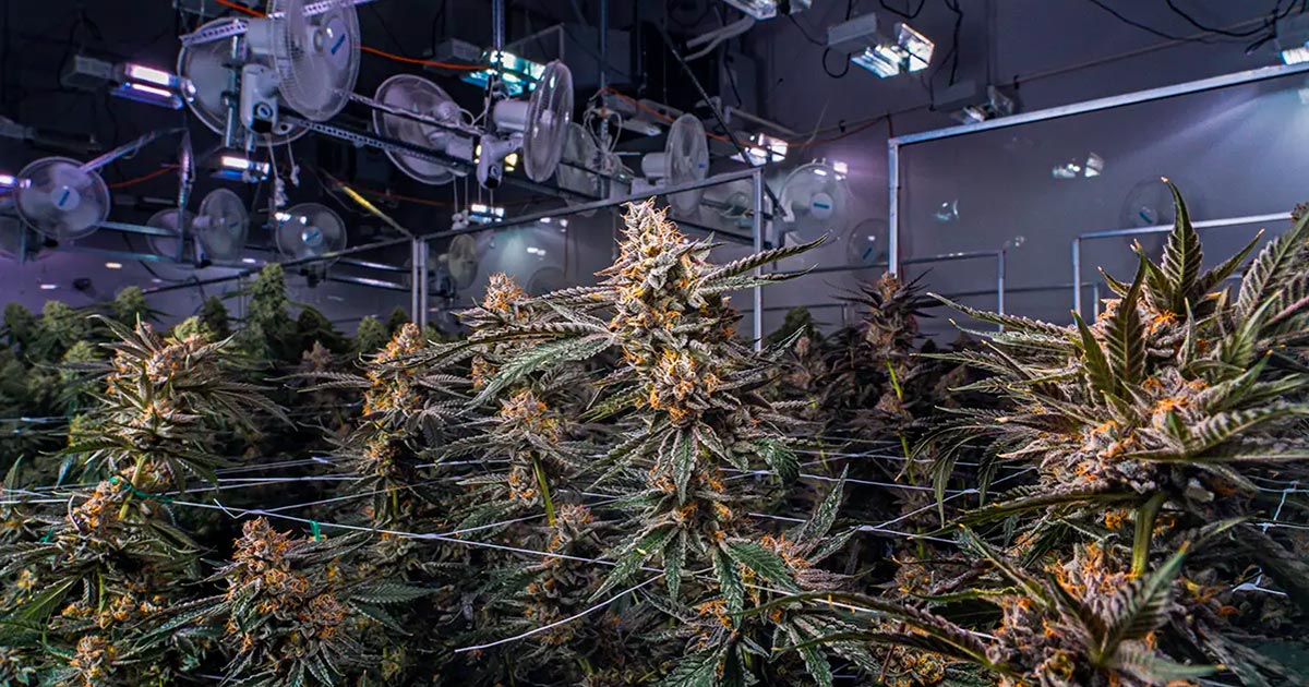 L'industria della cannabis in Canada nel 2024