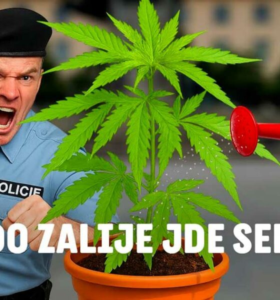 Czexperiment