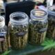 Vendita di cannabis durante i festival a Calgary