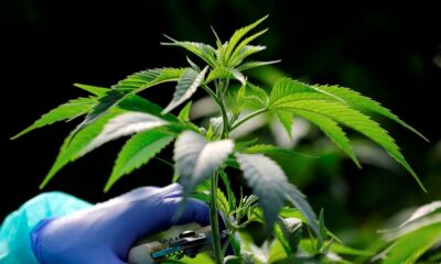 Nuovi prodotti a base di cannabis in Marocco