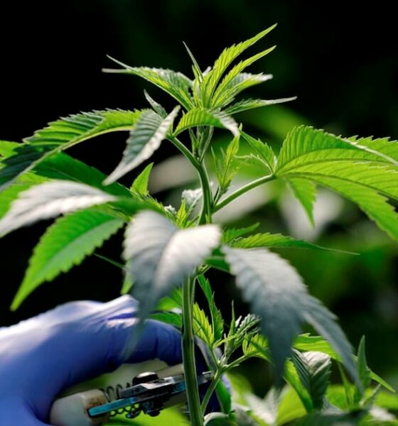 Nuovi prodotti a base di cannabis in Marocco