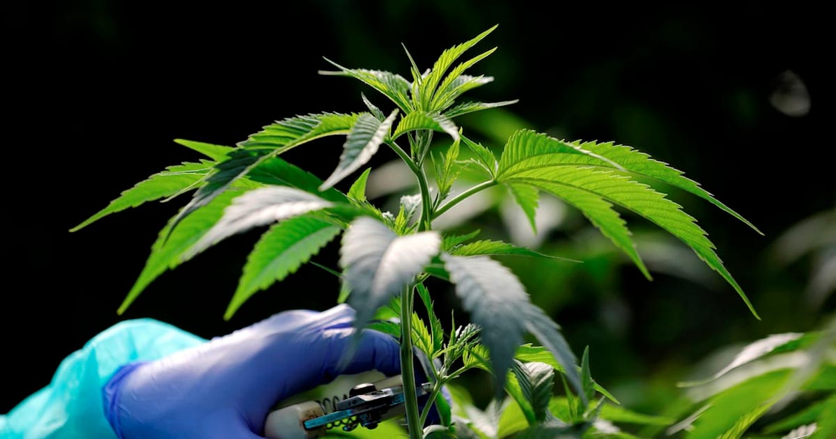 Nuovi prodotti a base di cannabis in Marocco