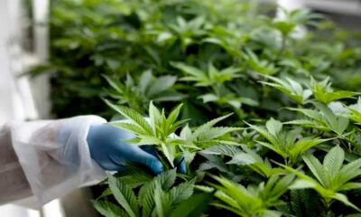 Quadro di riferimento per la cannabis terapeutica in Marocco