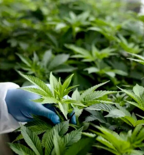 Quadro di riferimento per la cannabis terapeutica in Marocco