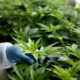 Quadro di riferimento per la cannabis terapeutica in Marocco