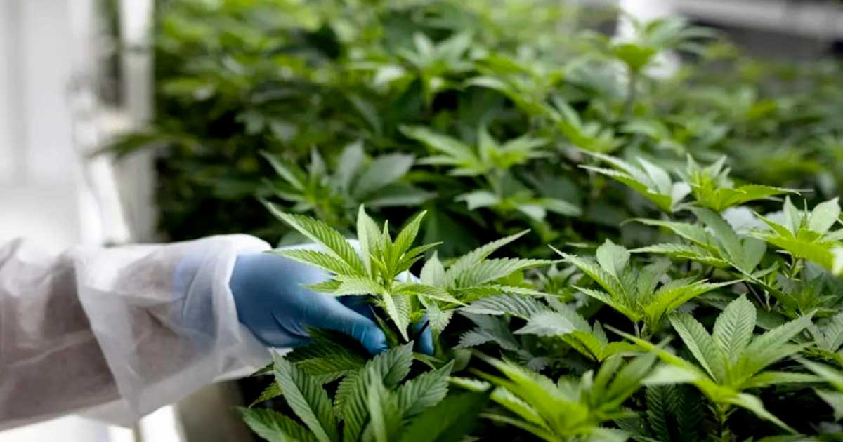 Quadro di riferimento per la cannabis terapeutica in Marocco