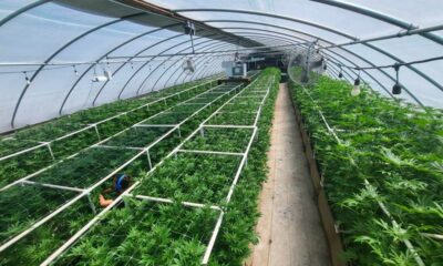 Coltivazione di cannabis in luce mista