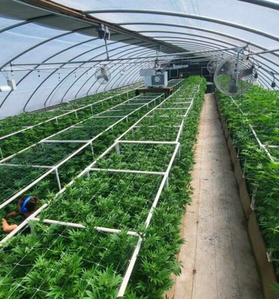 Coltivazione di cannabis in luce mista