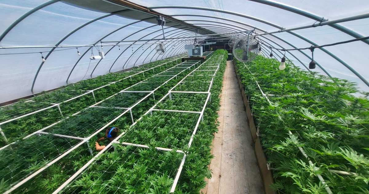 Coltivazione di cannabis in luce mista