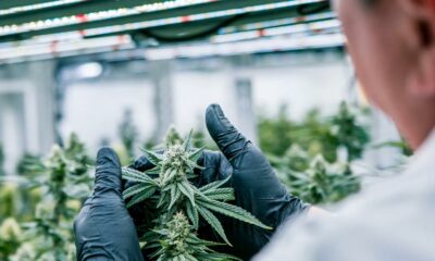Conformità alla cannabis con Cannavigia