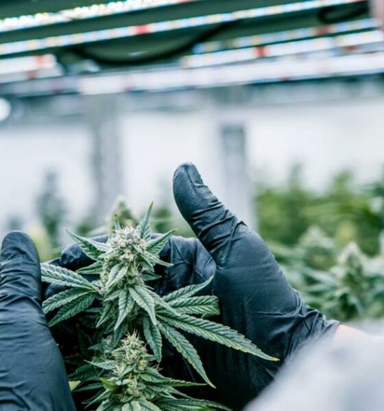 Conformità alla cannabis con Cannavigia