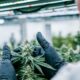 Conformità alla cannabis con Cannavigia