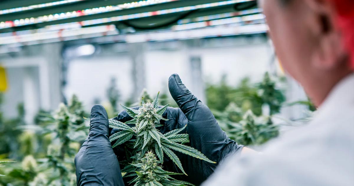 Conformità alla cannabis con Cannavigia