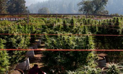 Coltivare la cannabis in un terreno povero