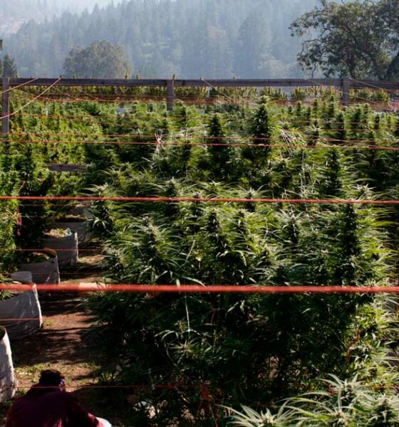 Coltivare la cannabis in un terreno povero