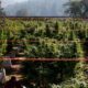 Coltivare la cannabis in un terreno povero