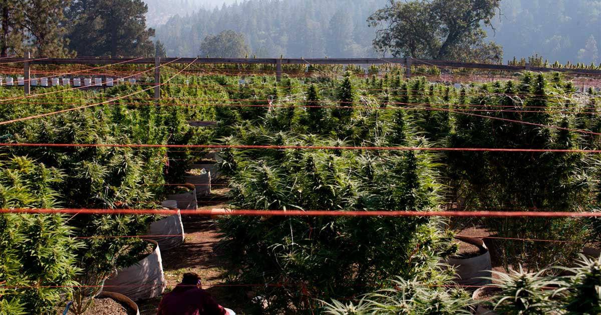 Coltivare la cannabis in un terreno povero