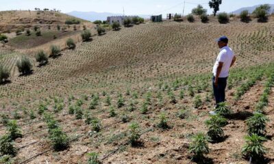 Il Marocco raddoppia l'area coltivata a cannabis