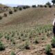 Il Marocco raddoppia l'area coltivata a cannabis