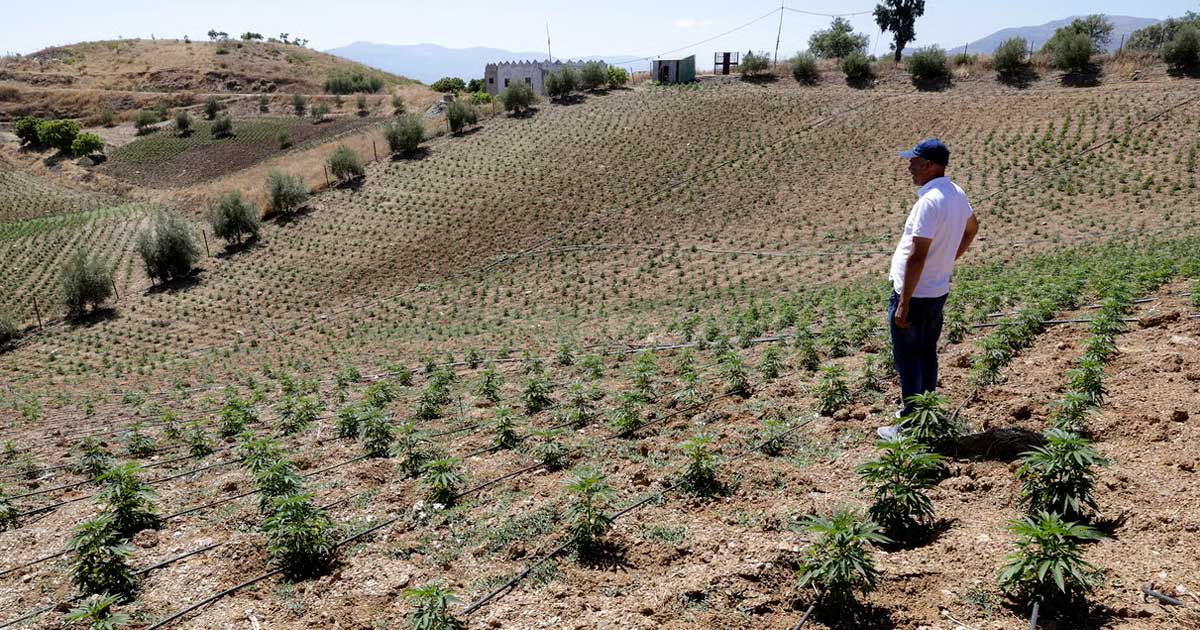 Il Marocco raddoppia l'area coltivata a cannabis