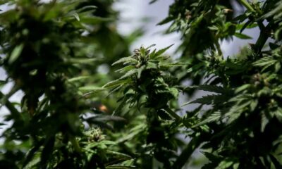 Legalizzazione del fiore di cannabis per uso medico in Colombia