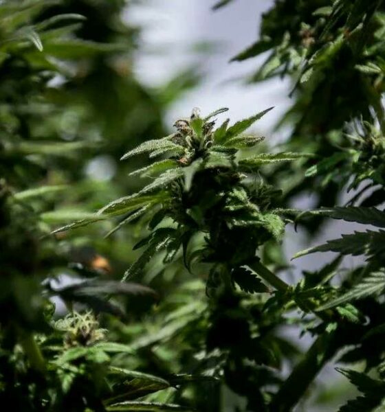 Legalizzazione del fiore di cannabis per uso medico in Colombia