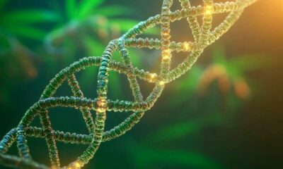 Studio su DNA e abuso di cannabis