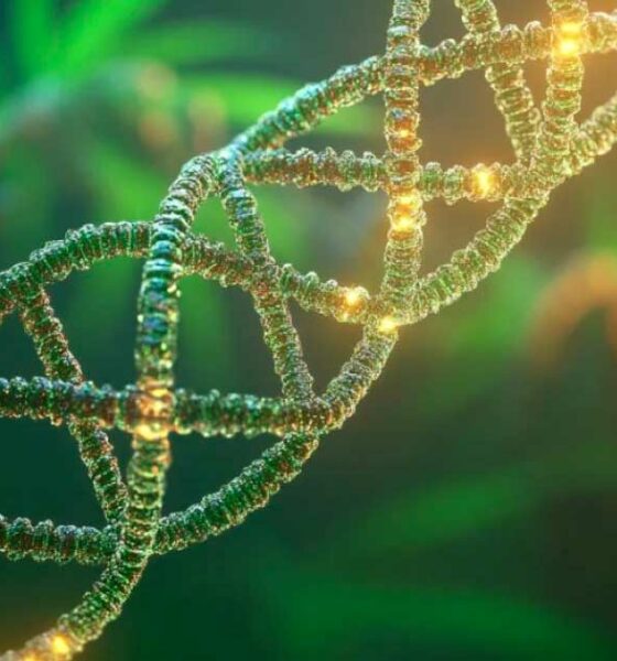 Studio su DNA e abuso di cannabis