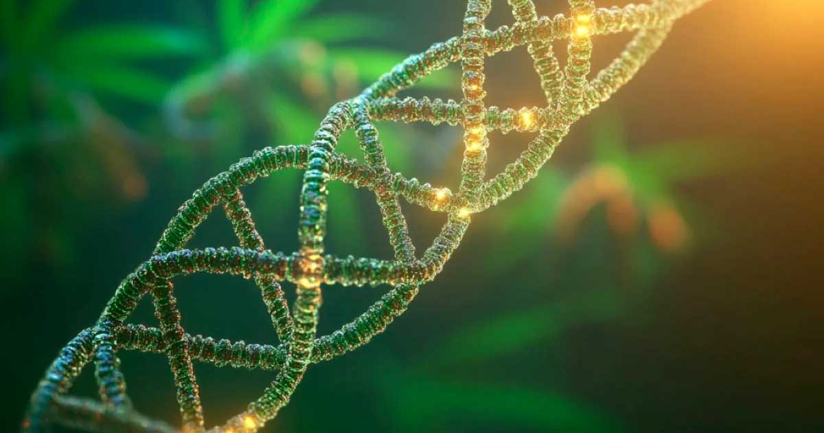 Studio su DNA e abuso di cannabis