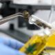 Allarme cannabinoidi sintetici