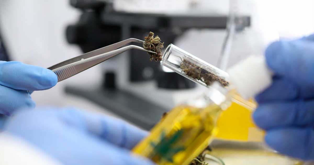 Allarme cannabinoidi sintetici