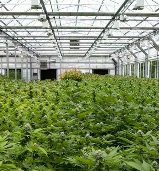 Fiori di canapa in serra in Italia