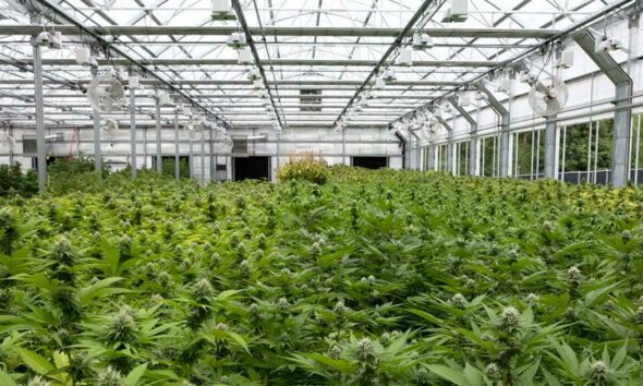 Fiori di canapa in serra in Italia